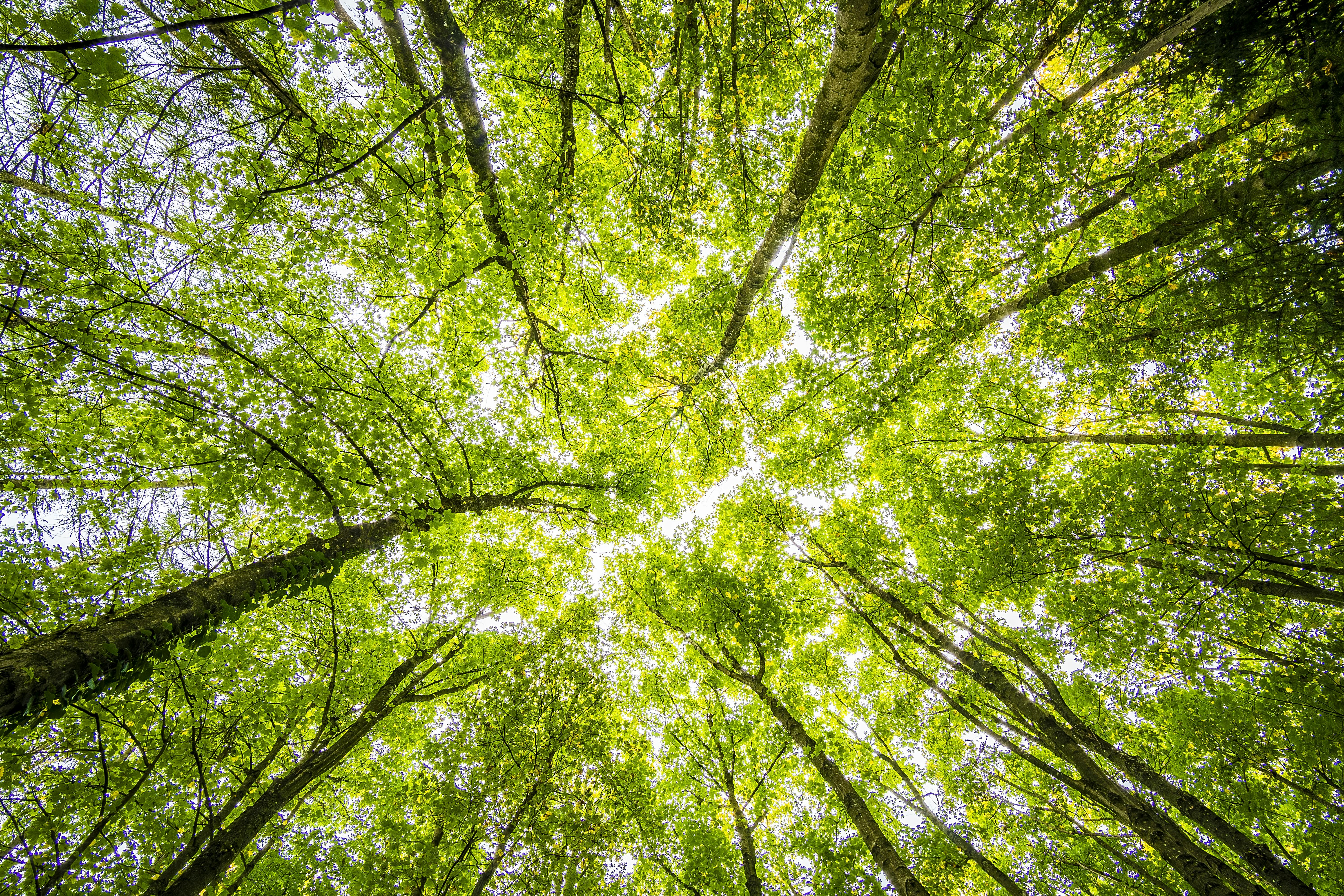 Greenify Guide